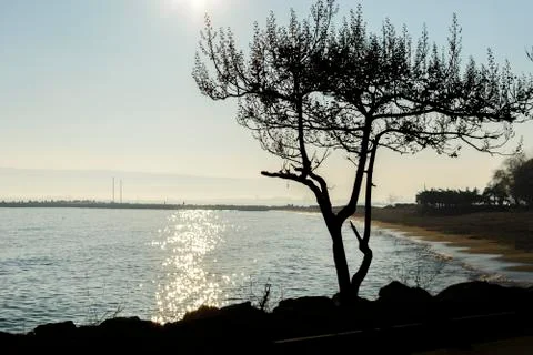 Tree silhouette Stock Photos