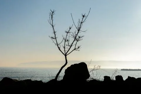 Tree silhouette Stock Photos