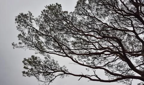 Tree Silhouette Stock Photos