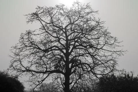 The Tree Silhouette Stock Photos