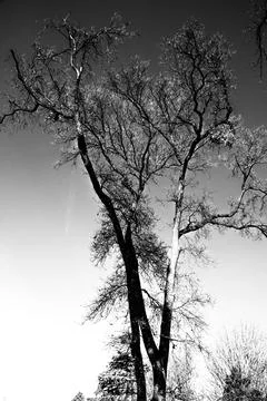 Tree silhouette Stock Photos