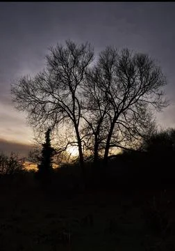 Tree Silhouette Stock Photos