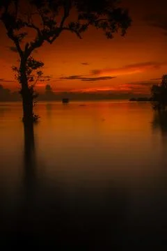 Tree silhouette Stock Photos