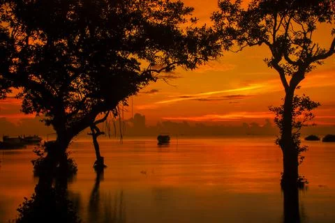 Tree silhouette Stock Photos