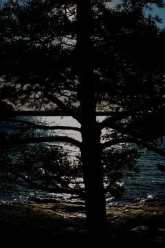 Tree silhouette. Stock Photos