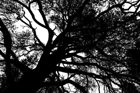 Tree silhouette. Foto stock
