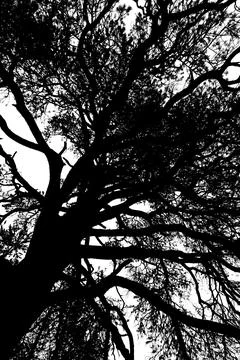 Tree silhouette. Fotos de archivo