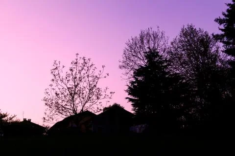 Tree silhouette in a pink sunset Stock Photos