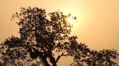 Tree silhouette with redish sun in the background Stock Footage 302557489
