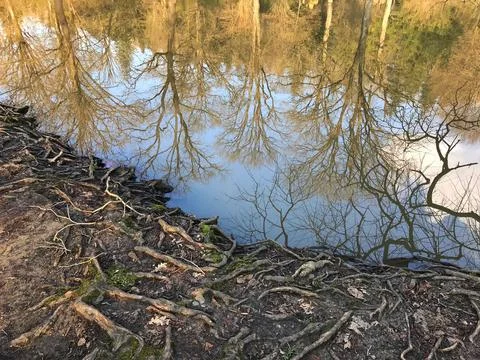 Tree silhouette reflected Stock Photos