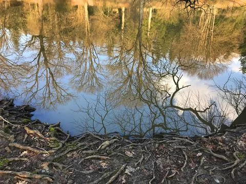 Tree silhouette reflected Stock Photos