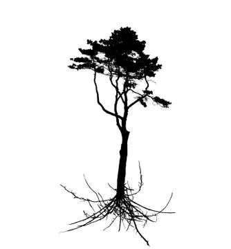 Tree Silhouette with root system Isolated on White Background. V Stock Illustration