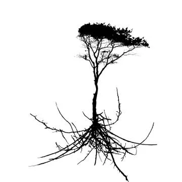 Tree Silhouette with root system Isolated on White Background. V Stock Illustration