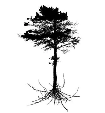 Tree Silhouette with root system Isolated on White Background. V Stock Illustration