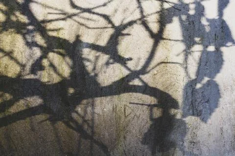 Tree silhouette shadows background Foto stock