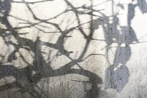 Tree silhouette shadows background Stock-Fotos