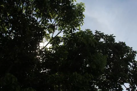 Tree silhouette in the sky Stock Photos