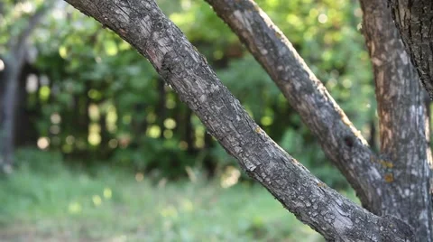 Tree silhouette Summer insects Stock Footage 43740990