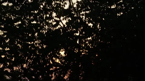 Tree silhouette ,sun set time Stock Footage 259457082