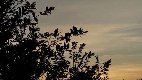 Tree silhouette ,sun set timelapse Stock Footage 259457174