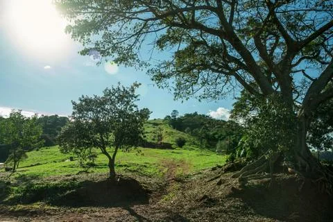 Tree silhouette with sunlight through branches Stock Photos