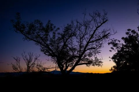 Tree Silhouette at Sunrise Stock Photos