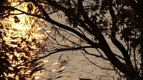 Tree silhouette at sunset Stock Footage 12933053