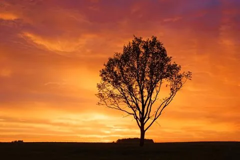 Tree silhouette at sunset with orange sky and clouds Stock Photos