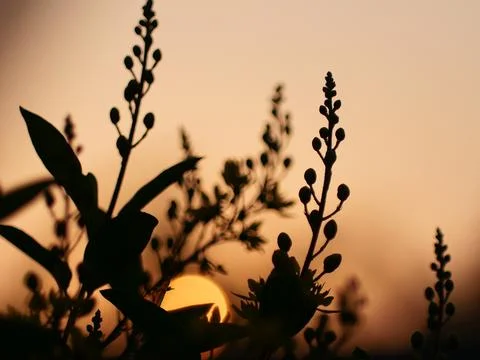 Tree silhouette sunset over trees on the hill in hot summer evening beautif.. Stock Photos