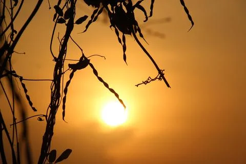 Tree silhouette sunset over trees on the hill in hot summer evening beautif.. Stock Photos