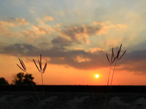 Tree silhouette sunset over trees on the hill in hot summer evening beautif.. Stock Photos