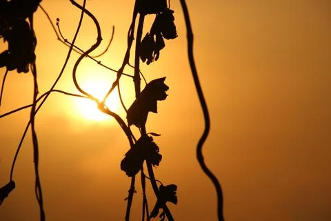 Tree silhouette sunset over trees on the hill in hot summer evening beautif.. Stock Photos