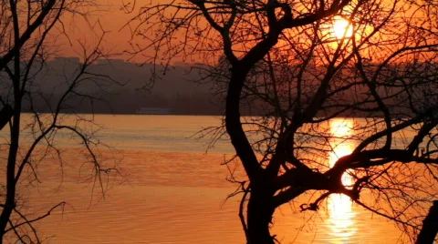 Tree silhouette in sunset paints. 動画素材 700698