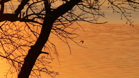 Tree silhouette in sunset paints. 動画素材 711091