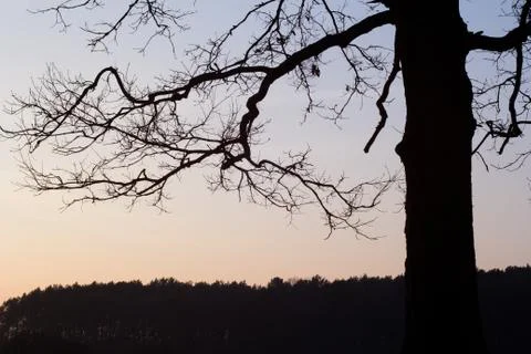 Tree silhouette at sunset Stock Photos