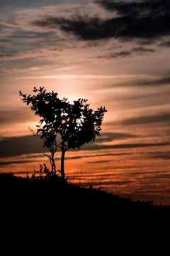 Tree silhouette at Sunset Stock Photos