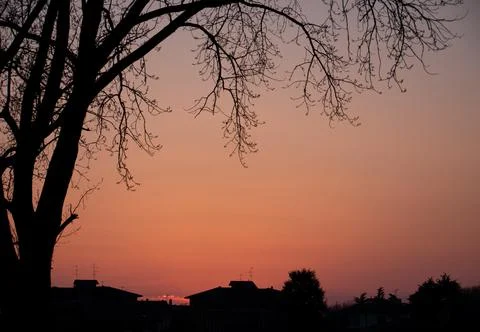 Tree silhouette at sunset Stock Photos