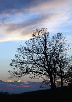 Tree Silhouette at Sunset Stock Photos