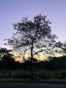 Tree silhouette at sunset Stock Photos