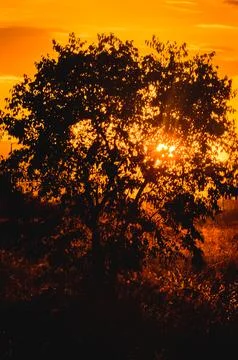 Tree silhouette with sunset rays and orange glow. Stock Photos