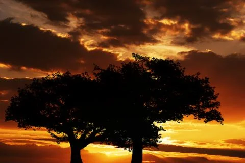 Tree silhouette on sunset template texture background Stock Illustration