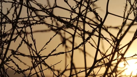 Tree silhouette at sunset with warm light and long shadows Stock Footage 342162197