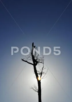 Tree Silhouette with Sunshine Stock Photos
