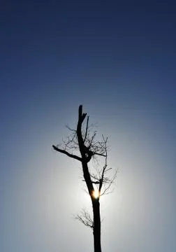 Tree Silhouette with Sunshine Stock Photos