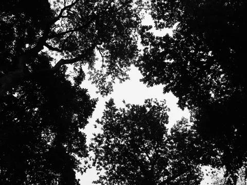 Tree Silhouette Texture Stock Photos