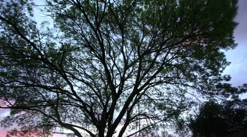 Tree Silhouette Time-lapse Video stock 58669439