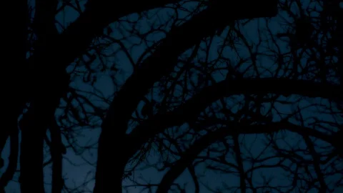 Tree Silhouette Timelapse 1 Stock Footage 88888240