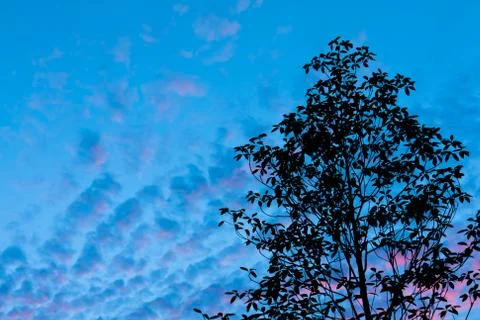 Tree silhouette at twilight Stock Photos