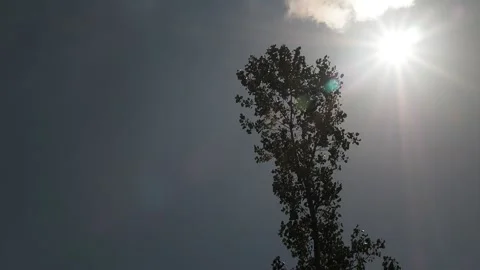 A tree silhouette under the Sun Video stock 149251097
