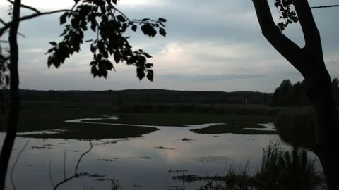 Tree silhouette with views of the lake Stock Footage